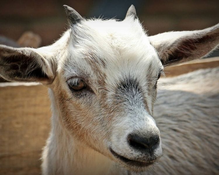 Goat Name Generator - Cool goat