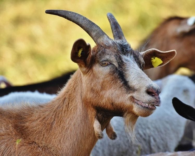 Goat Name Generator - Cute goat