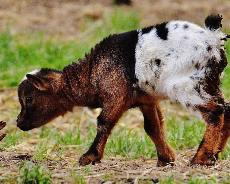 Goat Name Generator - cute goat