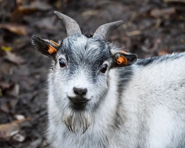 Goat Name Generator - cute girl goat