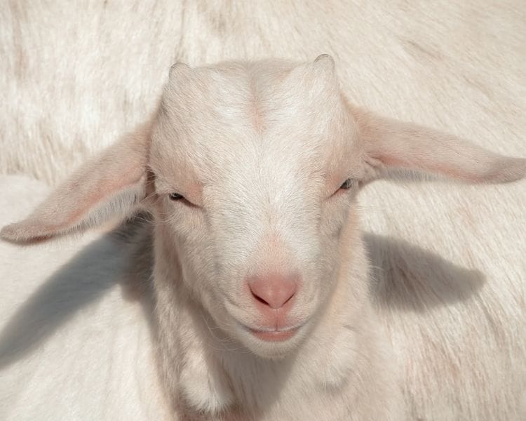 Goat Name Generator - cute girl goat