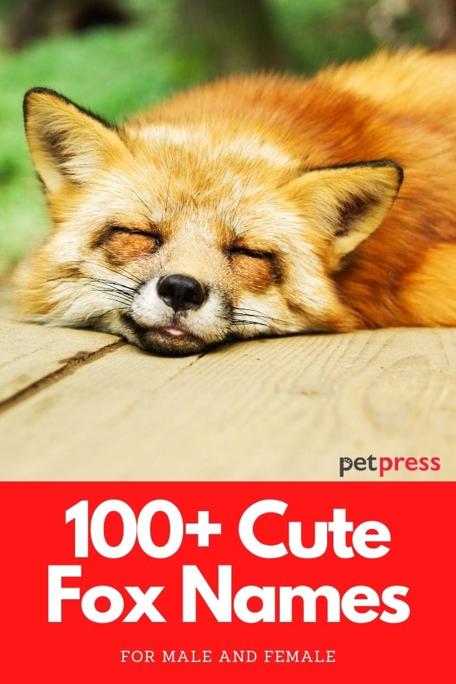 cute fox names for naming a pet fox