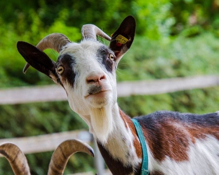 Goat Name Generator - Cute goat