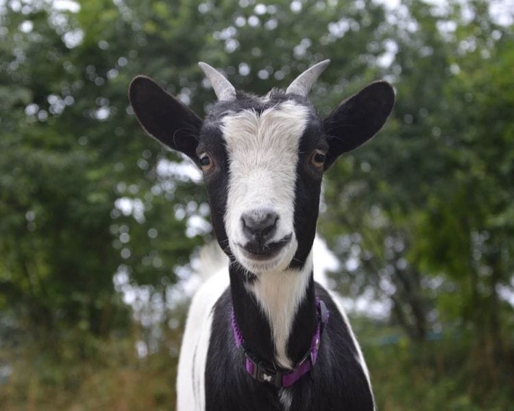 Goat Name Generator - famous goat