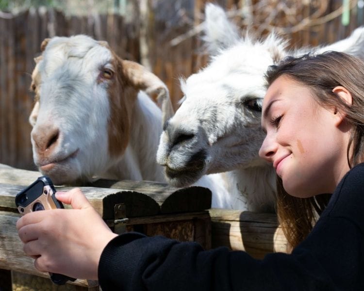 Goat Name Generator - famous girl goat