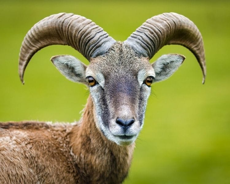 Goat Name Generator - Famous Goat