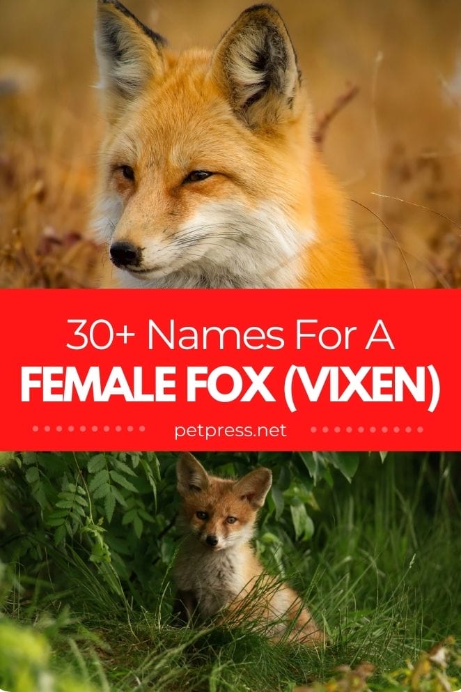 female fox names for naming a pet fox