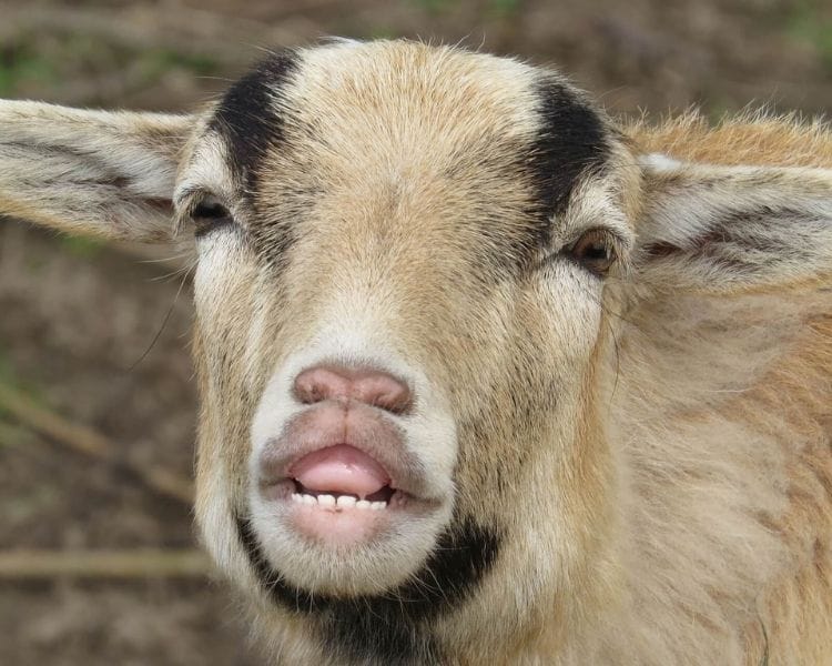 Goat Name Generator - funny goat