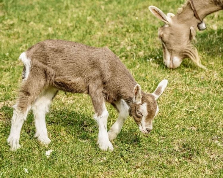 Goat Name Generator - funny goat