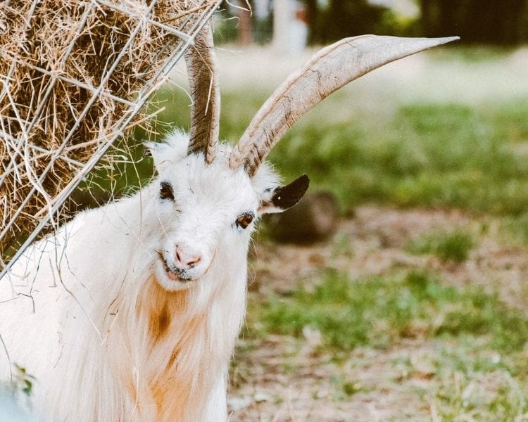 Goat Name Generator - funny girl goat