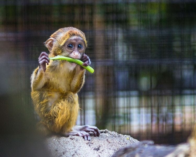 Monkey Name Generator | Petpress - funny monkey name