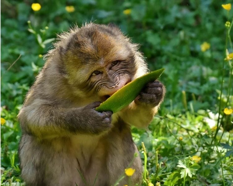 Monkey Name Generator | Petpress - Girl Funny monkey