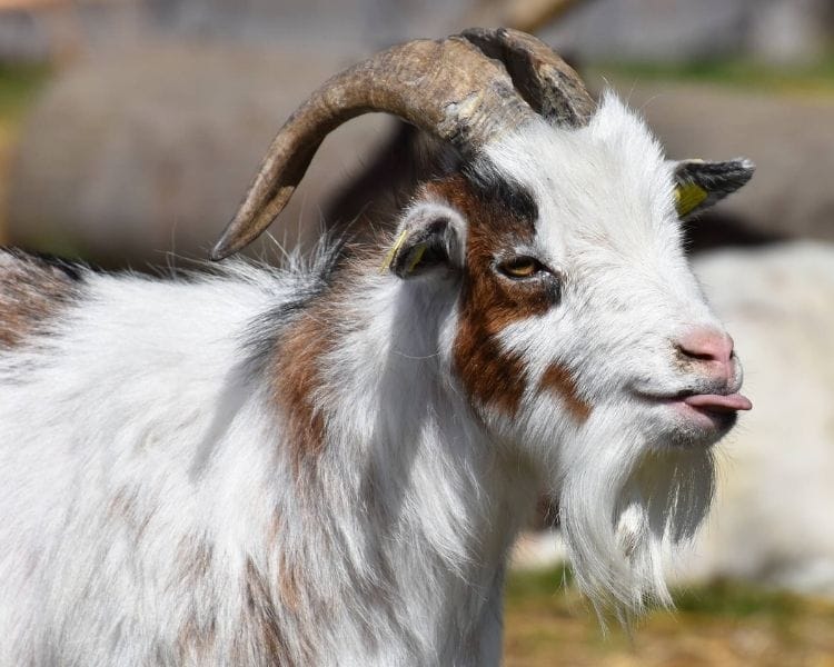 Goat Name Generator - Funny Goat