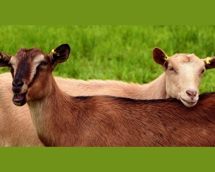 Goat Name Generator - Gender of goat
