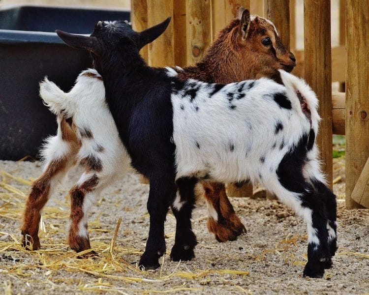 Goat Name Generator - Hair Color of goat