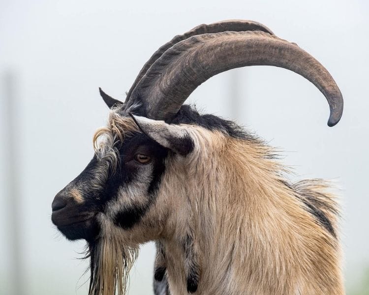 Goat Name Generator - Horns of goat