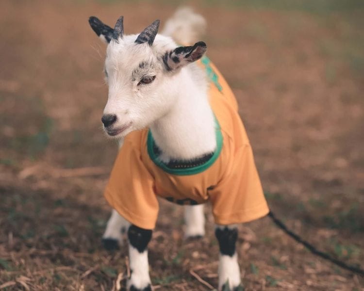 Goat Name Generator - Instagram page for a goat