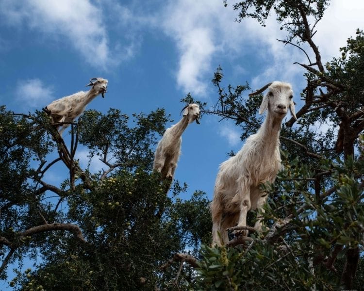 Goat Name Generator - Size of goat