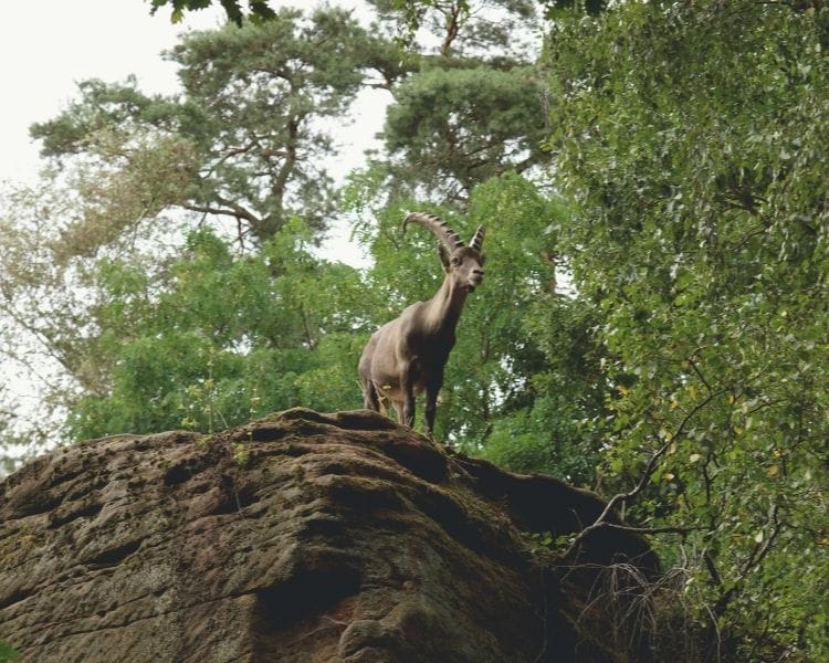 Goat Name Generator - Goat to Survive Wild