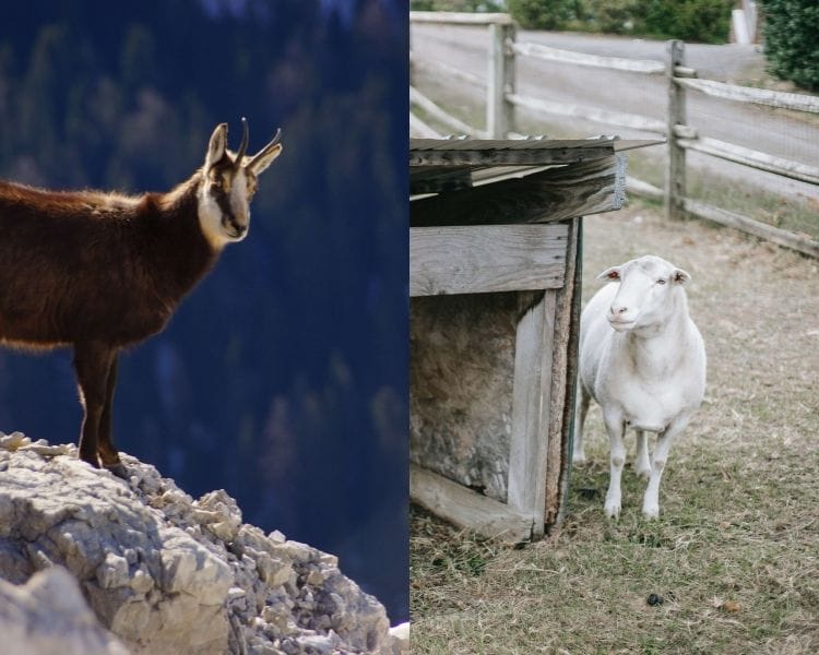 Goat Name Generator - Type of goat