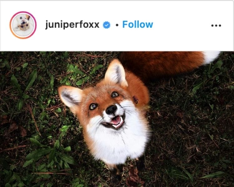 Fox Name Generator - Instagram Page