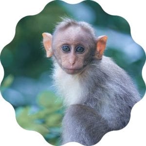 Monkey Name Generator | PetPress