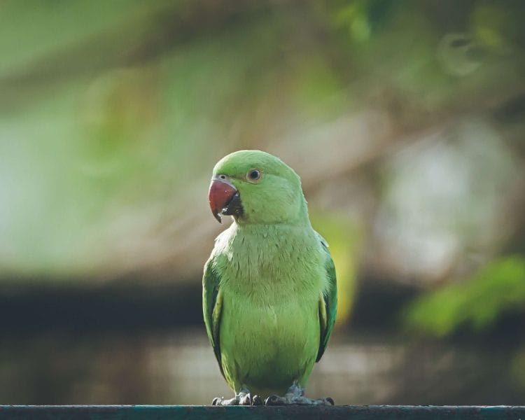Parrot name generator - instagram page for parrot