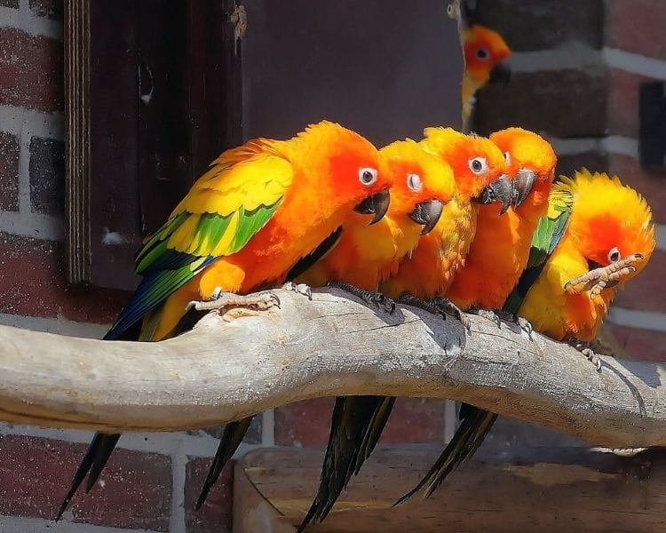 Parrot name generator - name preference for parrot
