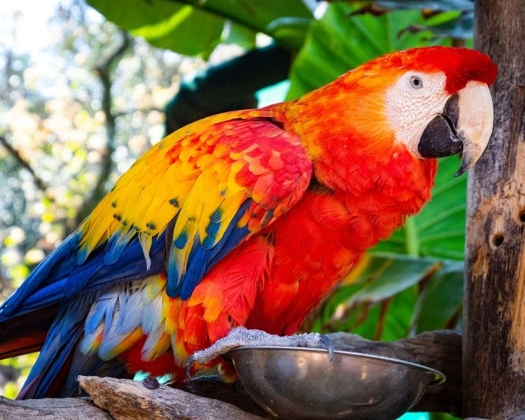 Parrot name generator - survive wild