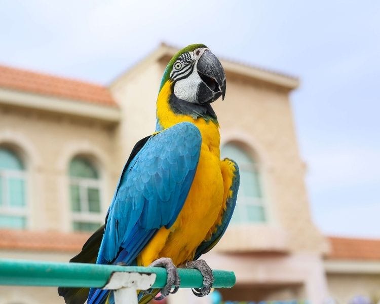 Parrot name generator - talker parrot