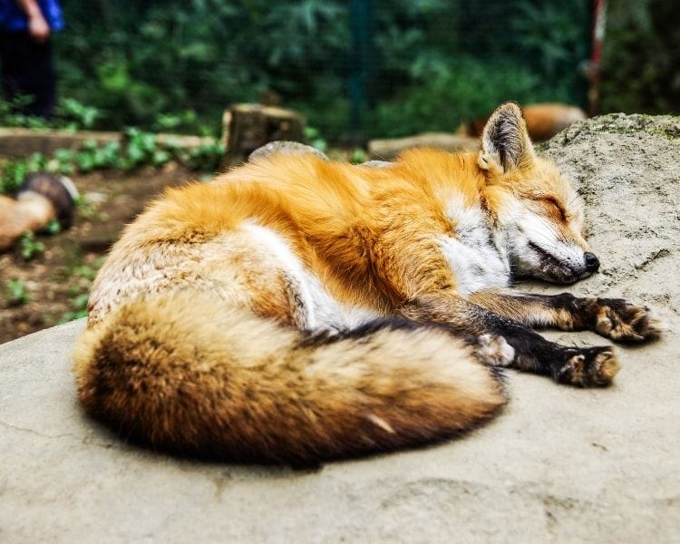 Fox Name Generator - Personality