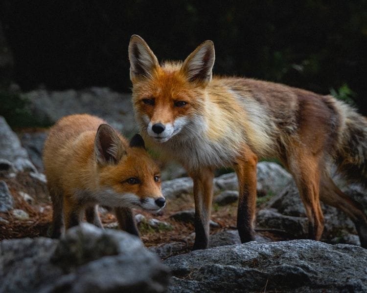 Fox Name Generator - Sex