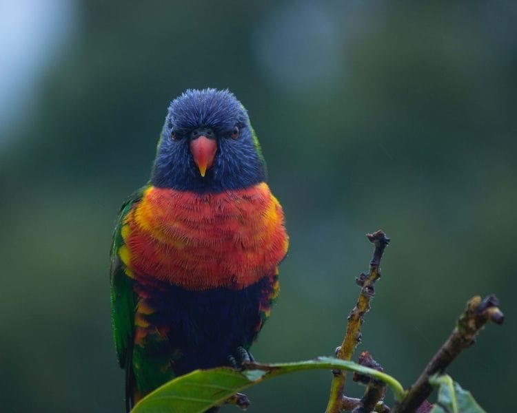 parrot name generator - small traditional parrot
