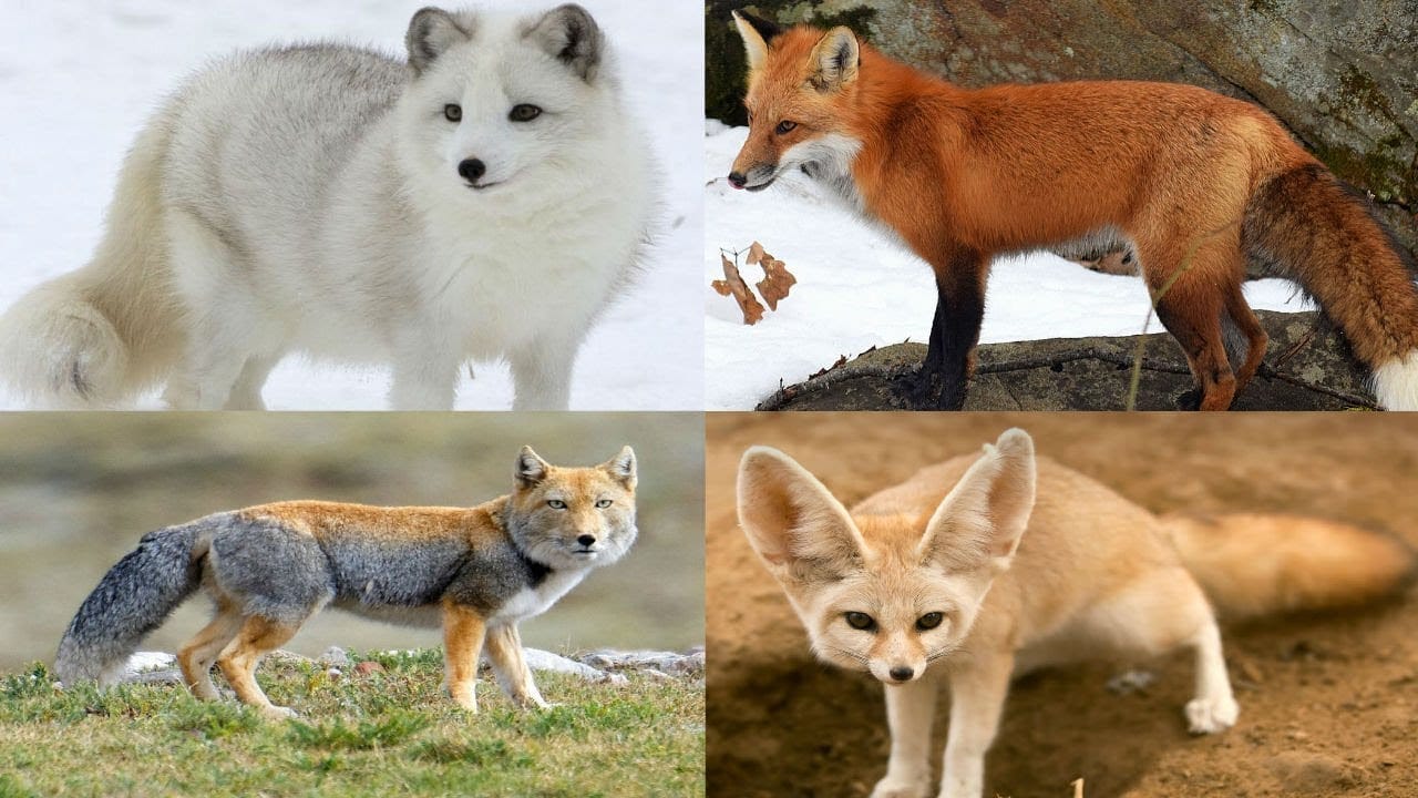 Fox Name Generator - Breed