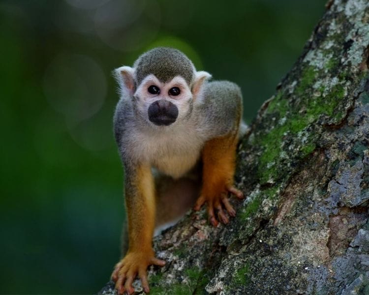 Monkey Name Generator | Petpress - tough monkey name