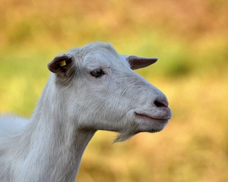 Goat Name Generator - traditional goat