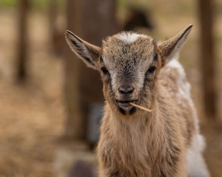Goat Name Generator - traditional goat