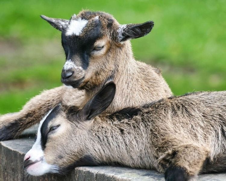 Goat Name Generator - traditional girl goat