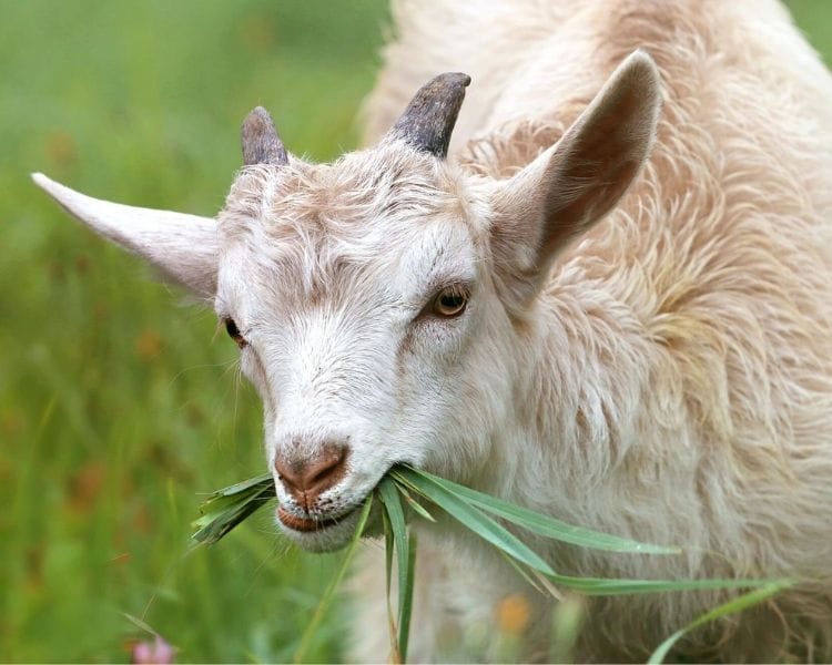Goat Name Generator - Traditional | Petpress
