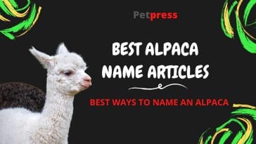 alpaca-name-articles