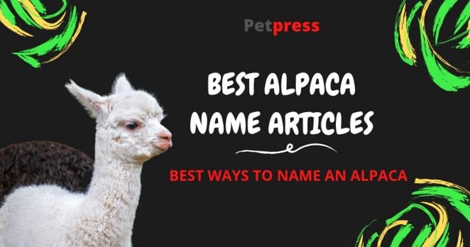 alpaca-name-articles