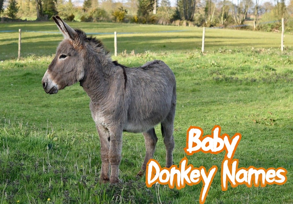 140 Cool Donkey Names (With Goofy, Unique, And Miniature Names)
