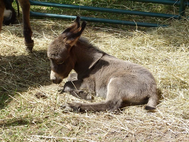 baby-donkey