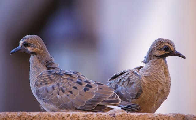 baby-dove-names