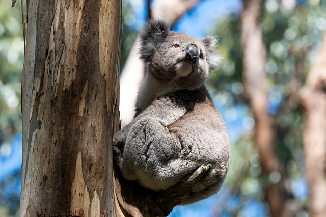baby-koala