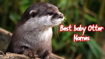 baby-otter-names