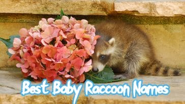 baby-raccoon-names