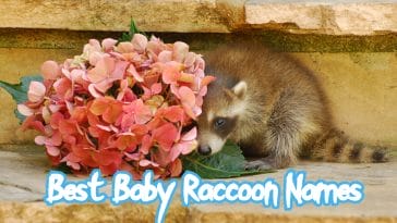 baby-raccoon-names