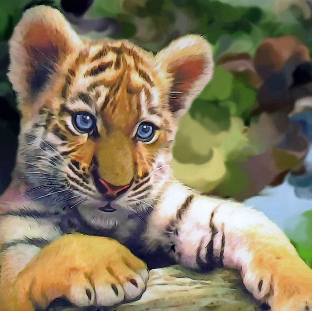 baby-tiger