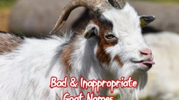 bad & inappropriate goat names